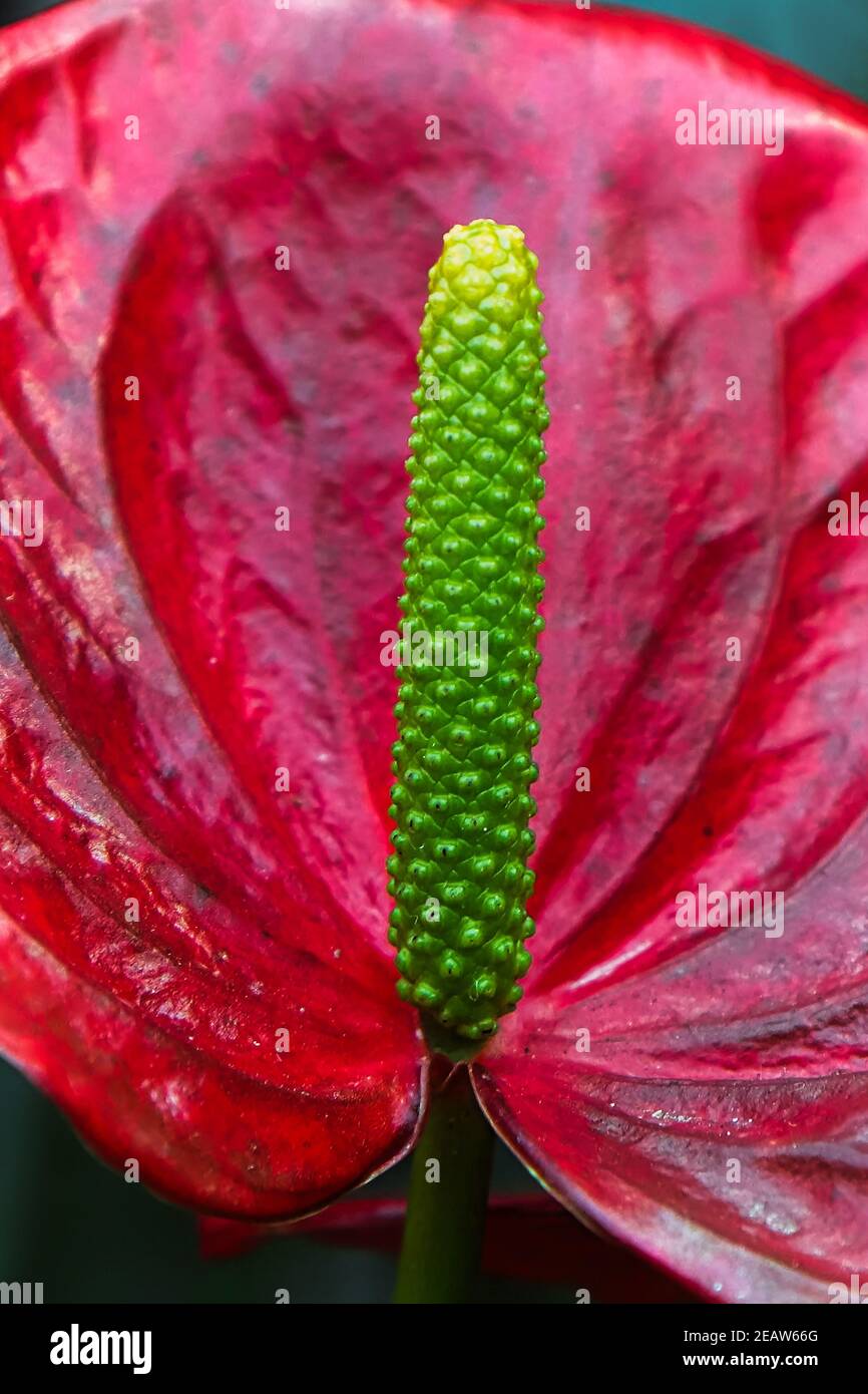 Macro of an anthurium spadix before any flowers have opened. Stock Photo