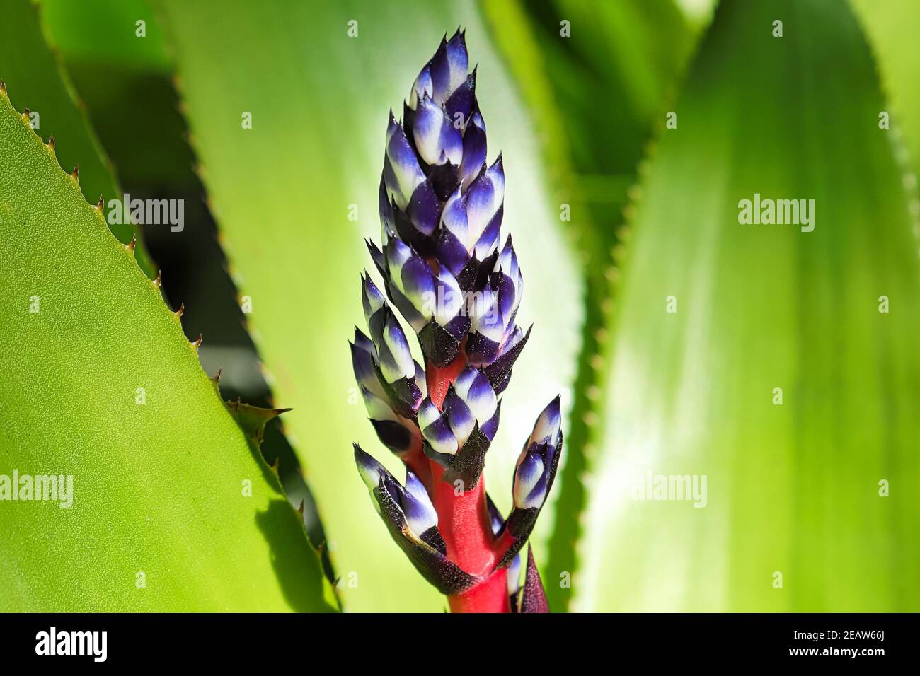 A flower blossom spear opening on a del mar aechmea Stock Photo