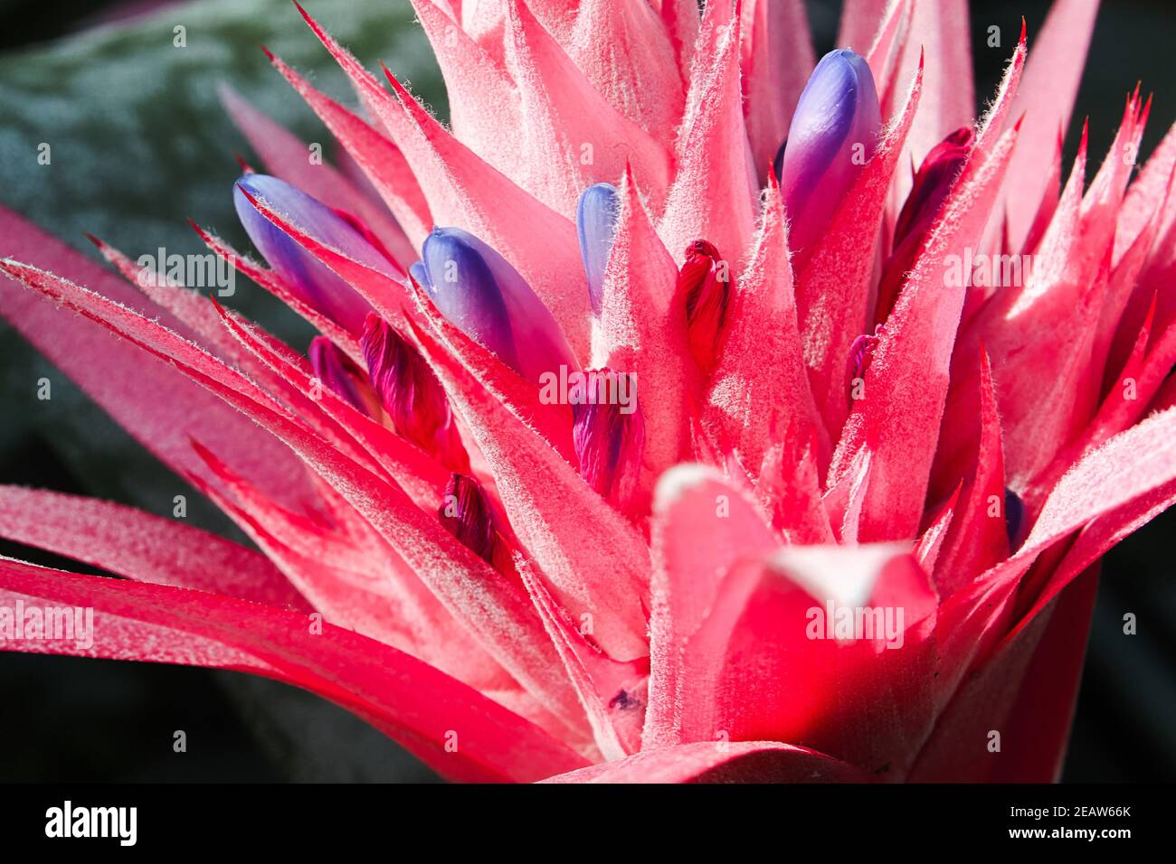 Delicate purple blue blooms on a bromelaid plant Stock Photo