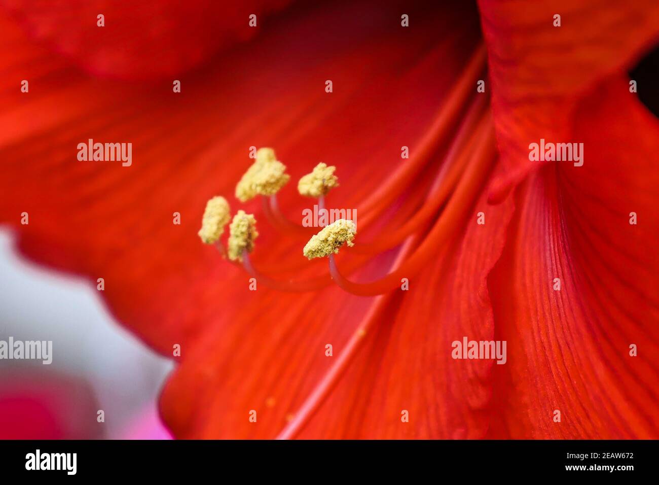 Macro of amaryllis stamen covered in pollen Stock Photo