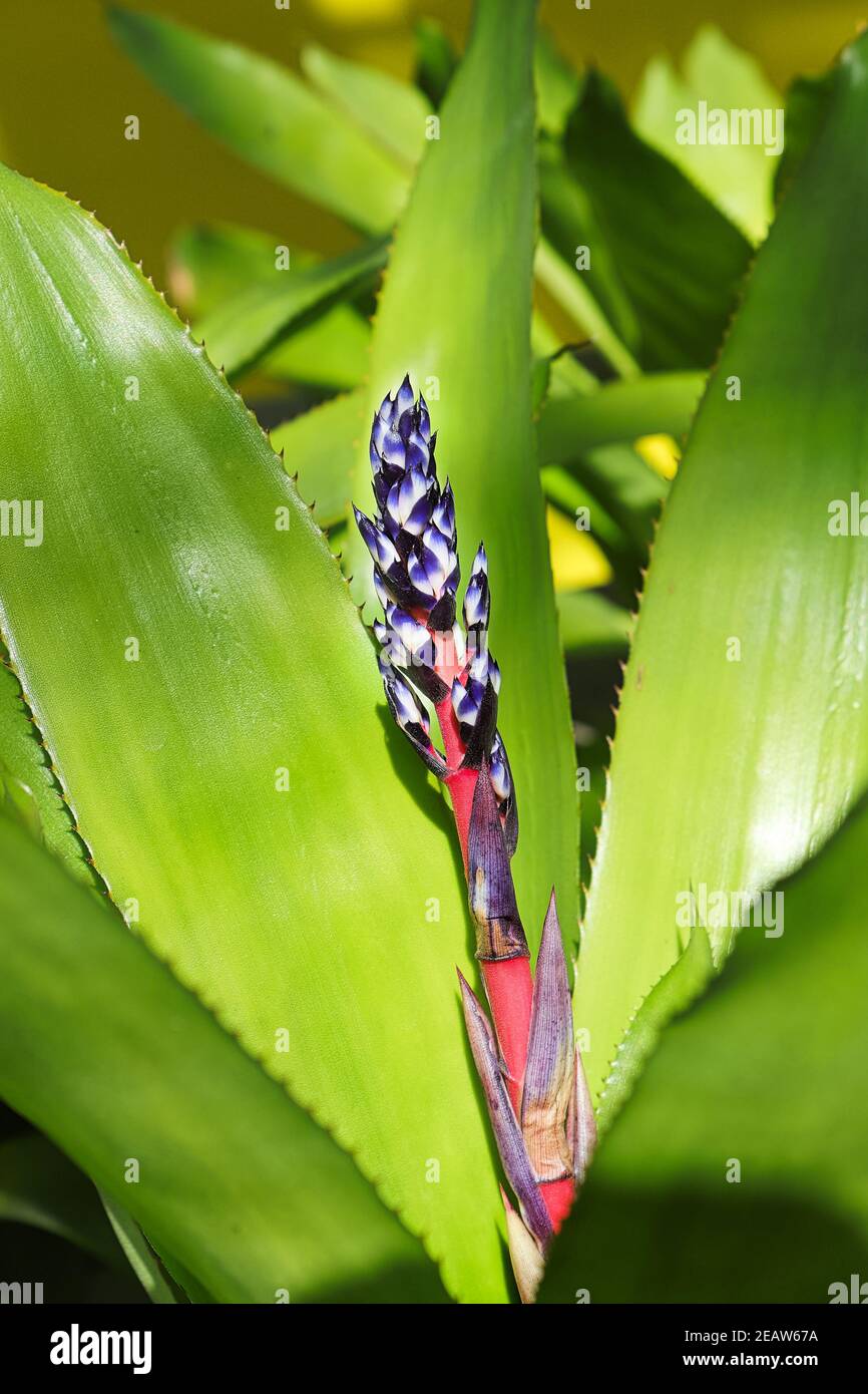 Vertical flower spike growing on an bromelaid Stock Photo