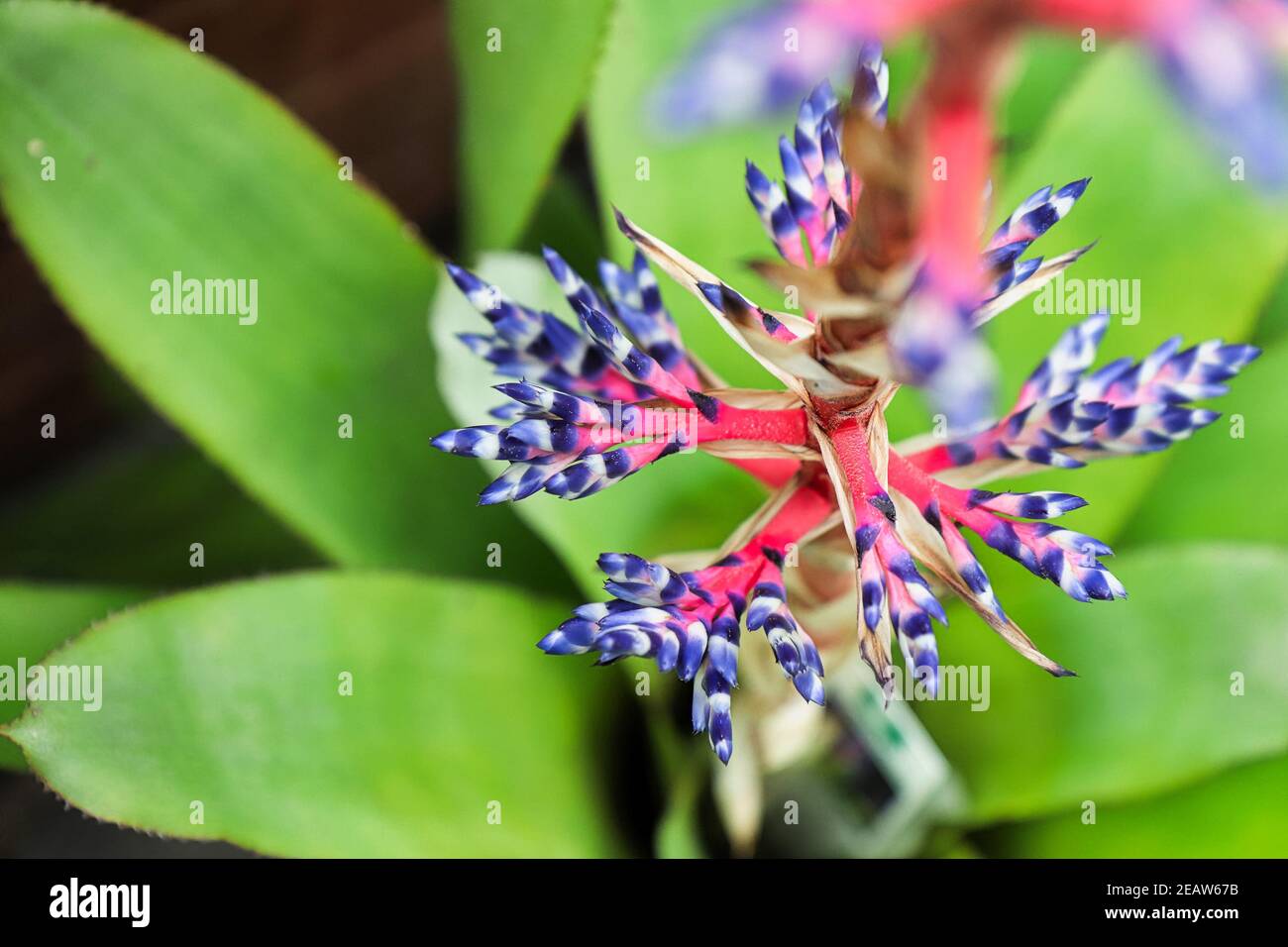 Top view of the flower spear of a del mar aechmea plant Stock Photo