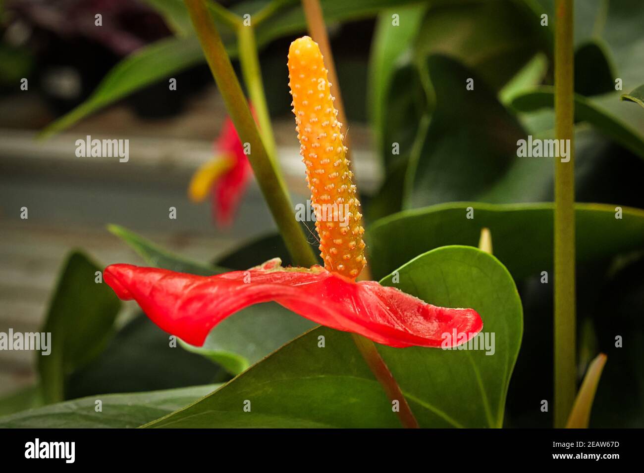 Macro side view of a flamingo flower Stock Photo