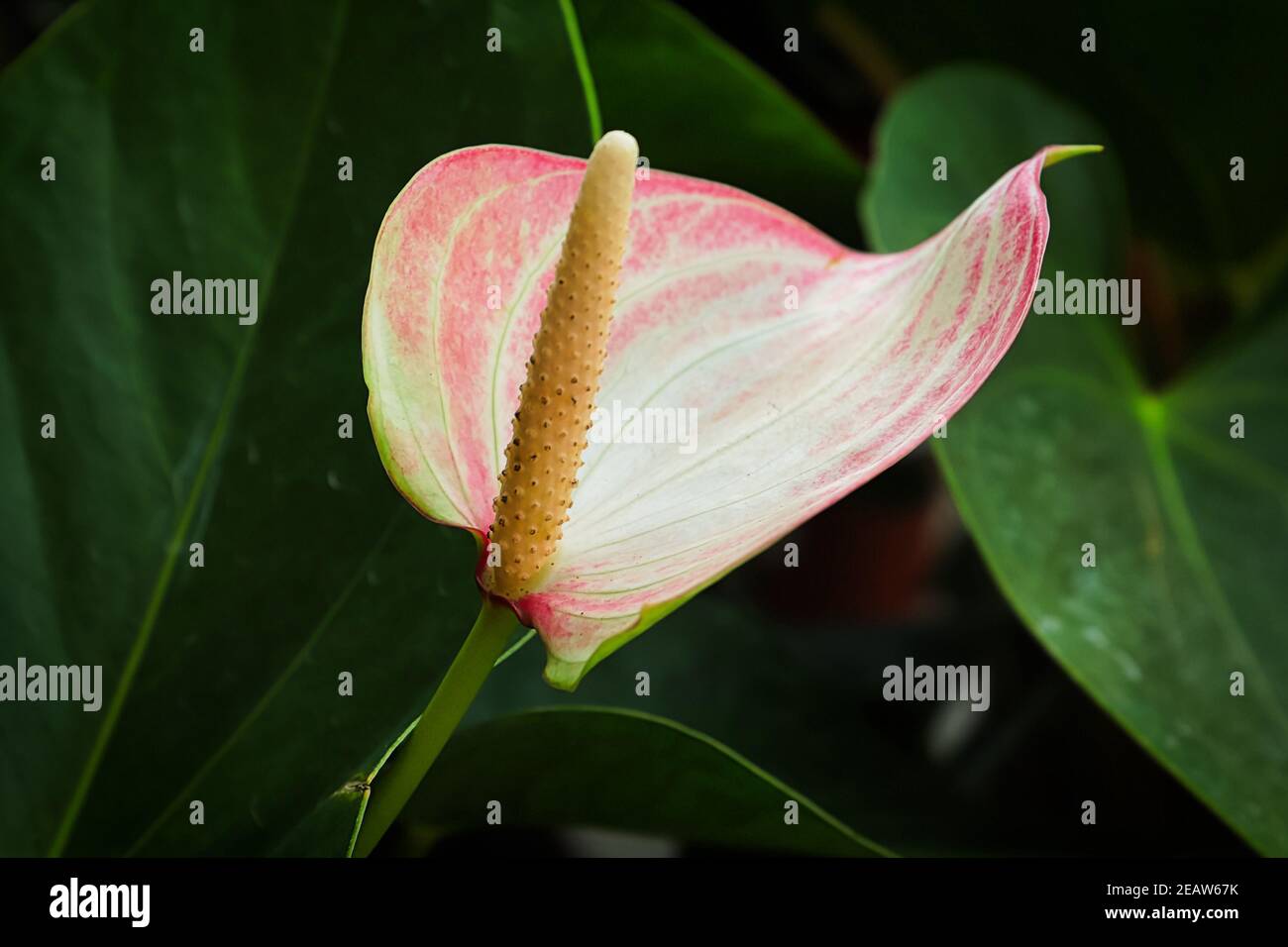 A pink and white anthurium against a dark green background Stock Photo