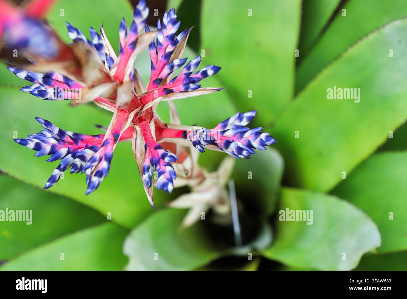 Top view of the flower spear of a del mar aechmea plant Stock Photo