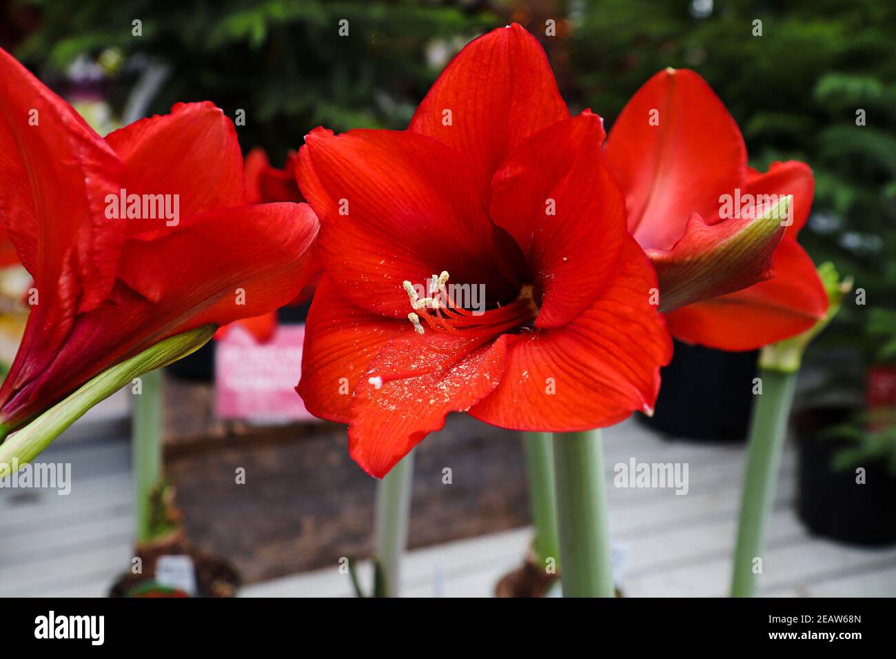 Red amaryllis flower heads in full bloom Stock Photo