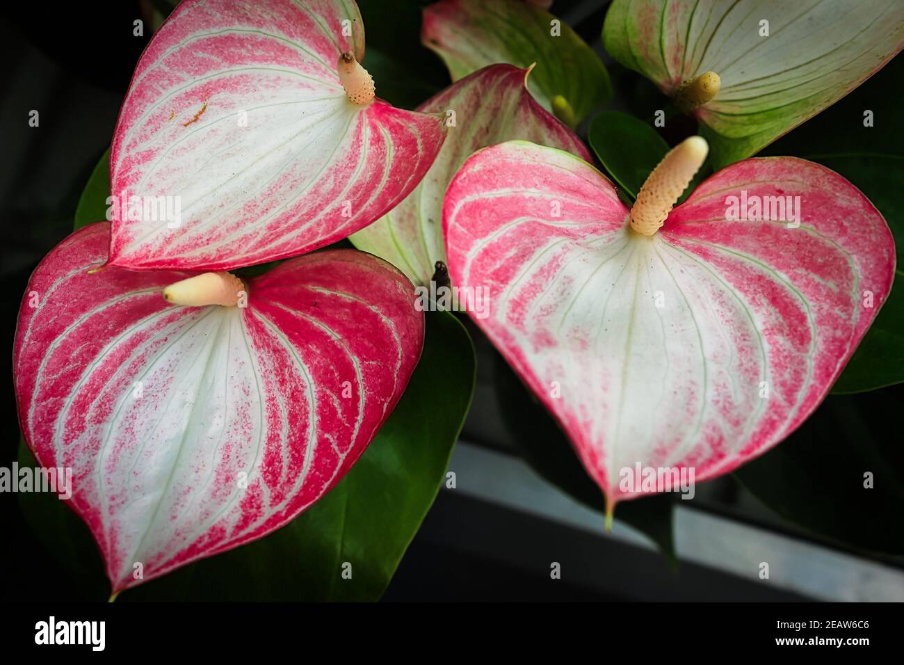 Three pink and white anthuriums growing on a plant Stock Photo