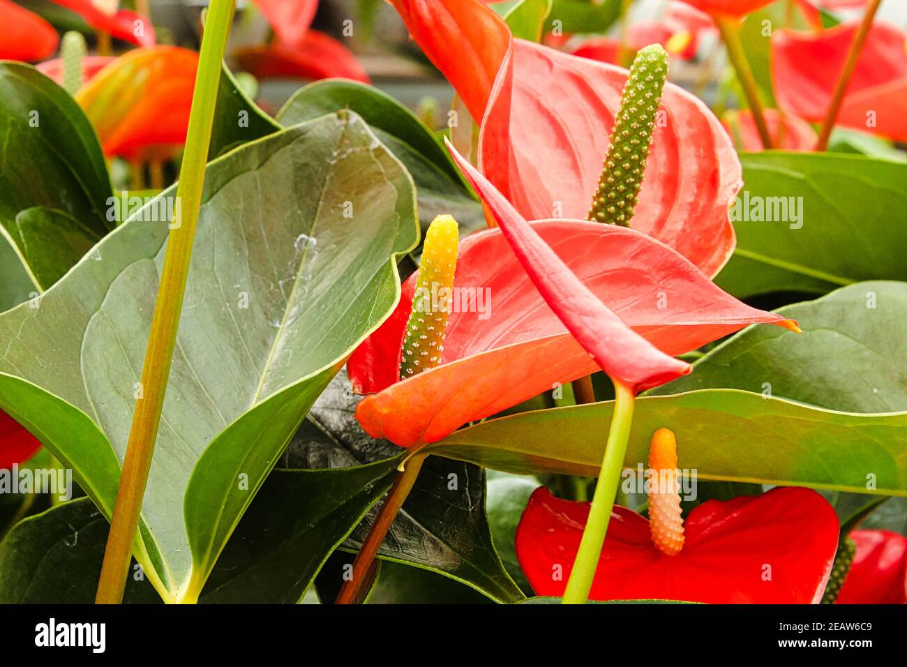 Orange anthurium spadix and spathe growing on plants Stock Photo