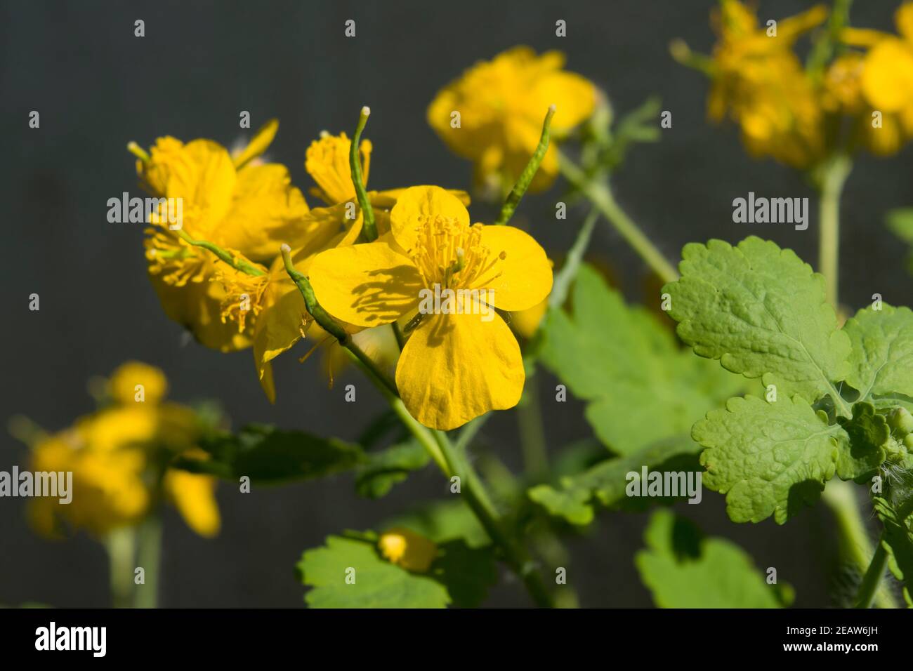 Celandine plant of the buttercup family that produces yellow flowers in the early spring. Sunny photo. Stock Photo