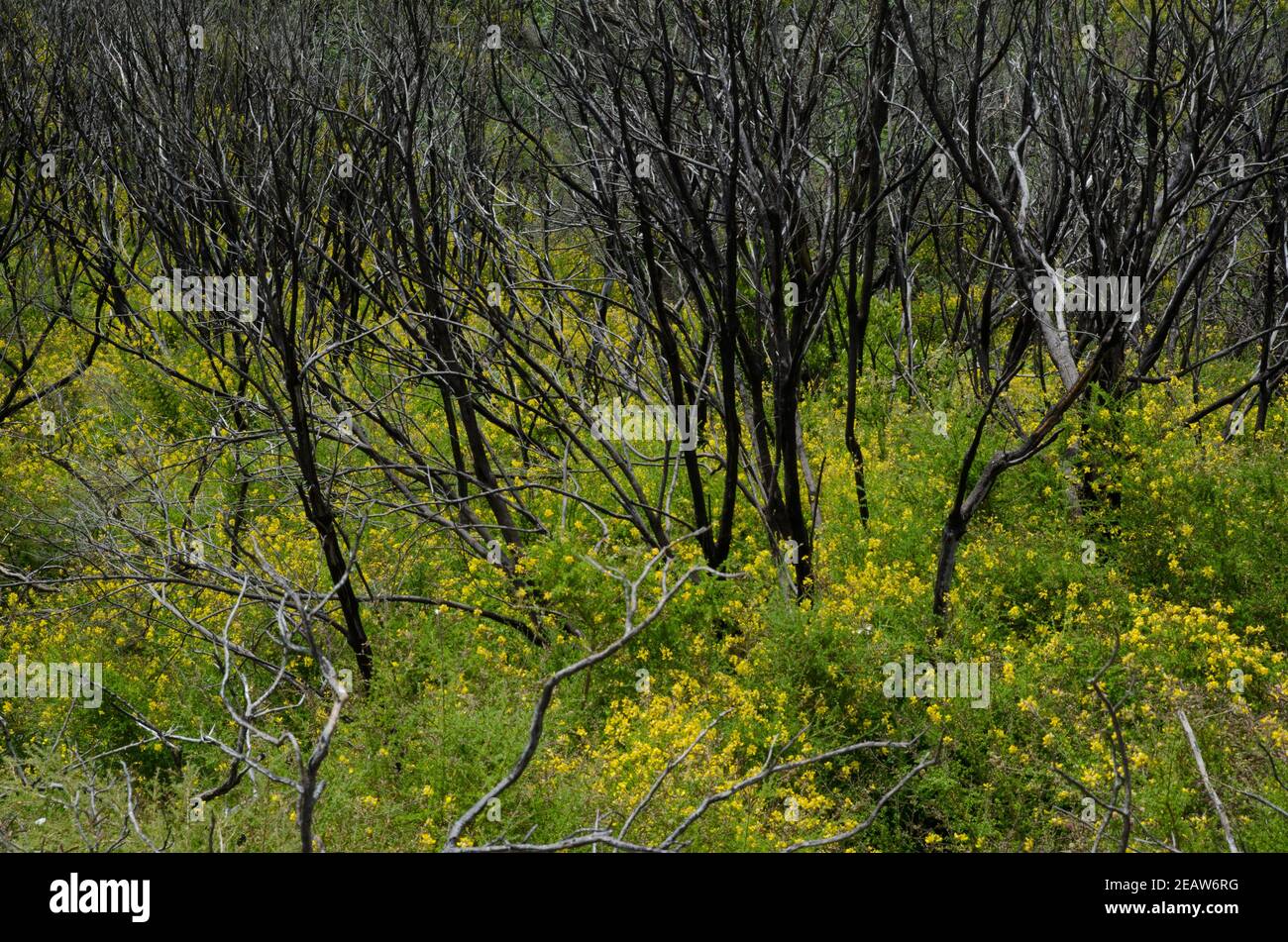 Myrica-Erica shrub forest burned in the Garajonay National Park. Stock Photo