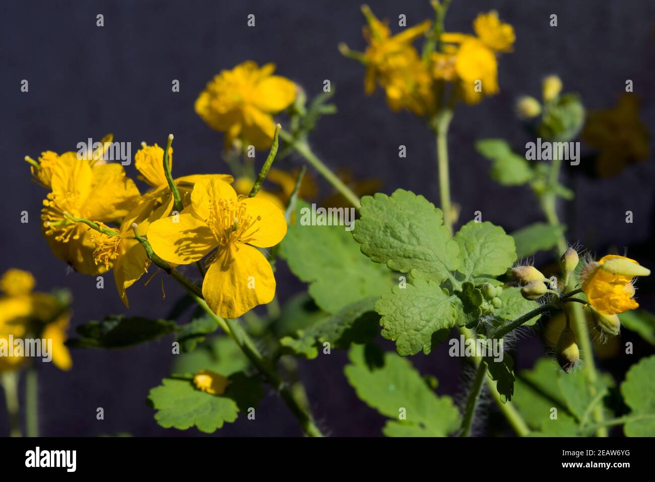 Celandine plant of the buttercup family that produces yellow flowers in the early spring. Sunny photo. Stock Photo