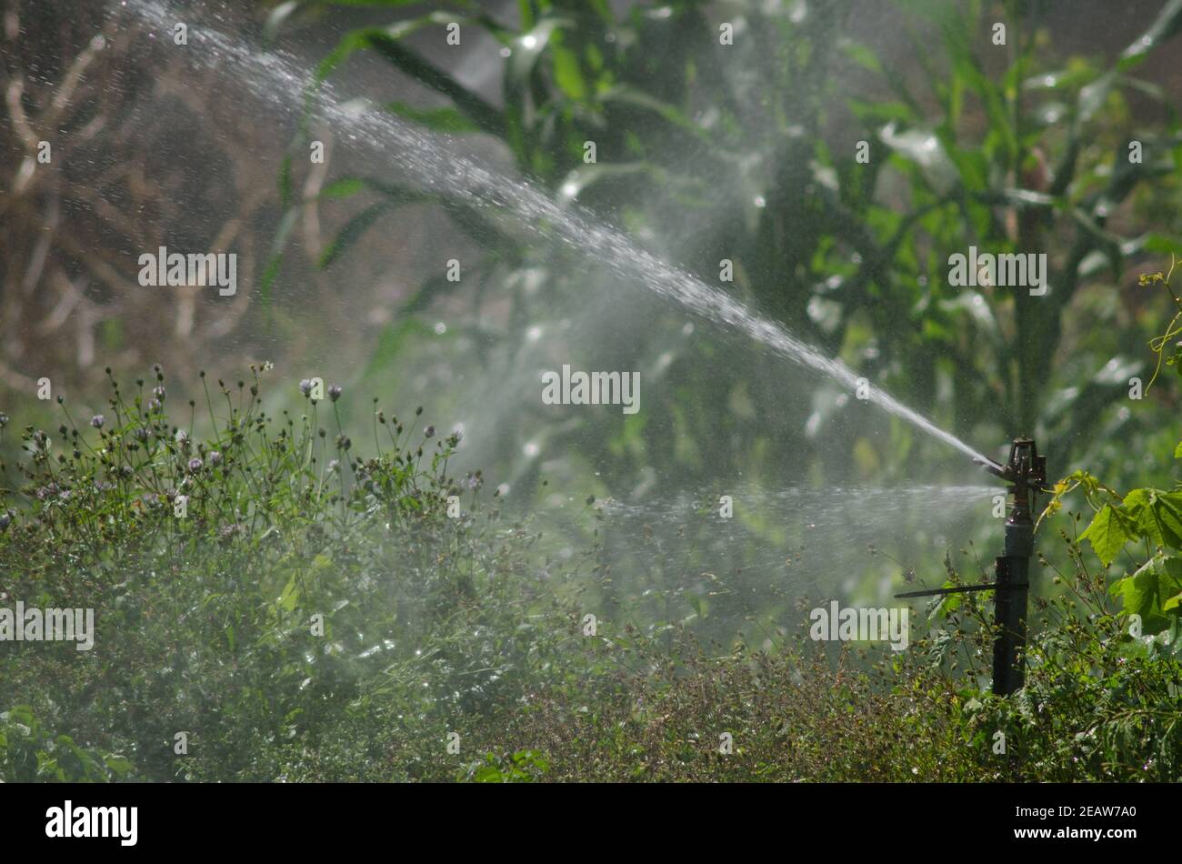 Water sprinkler irrigating a potatoes cultivation in Agulo. Stock Photo