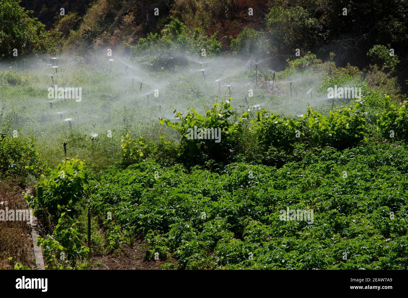 Irrigation of a potatoes cultivation in Agulo. Stock Photo
