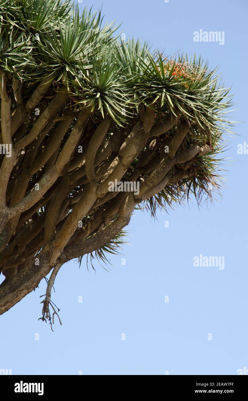 Canary Islands dragon tree. Stock Photo