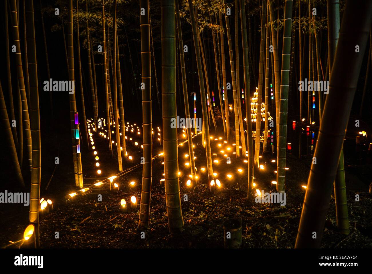 Bamboo forest light up the (small desk Castle forest of citizen) Stock Photo