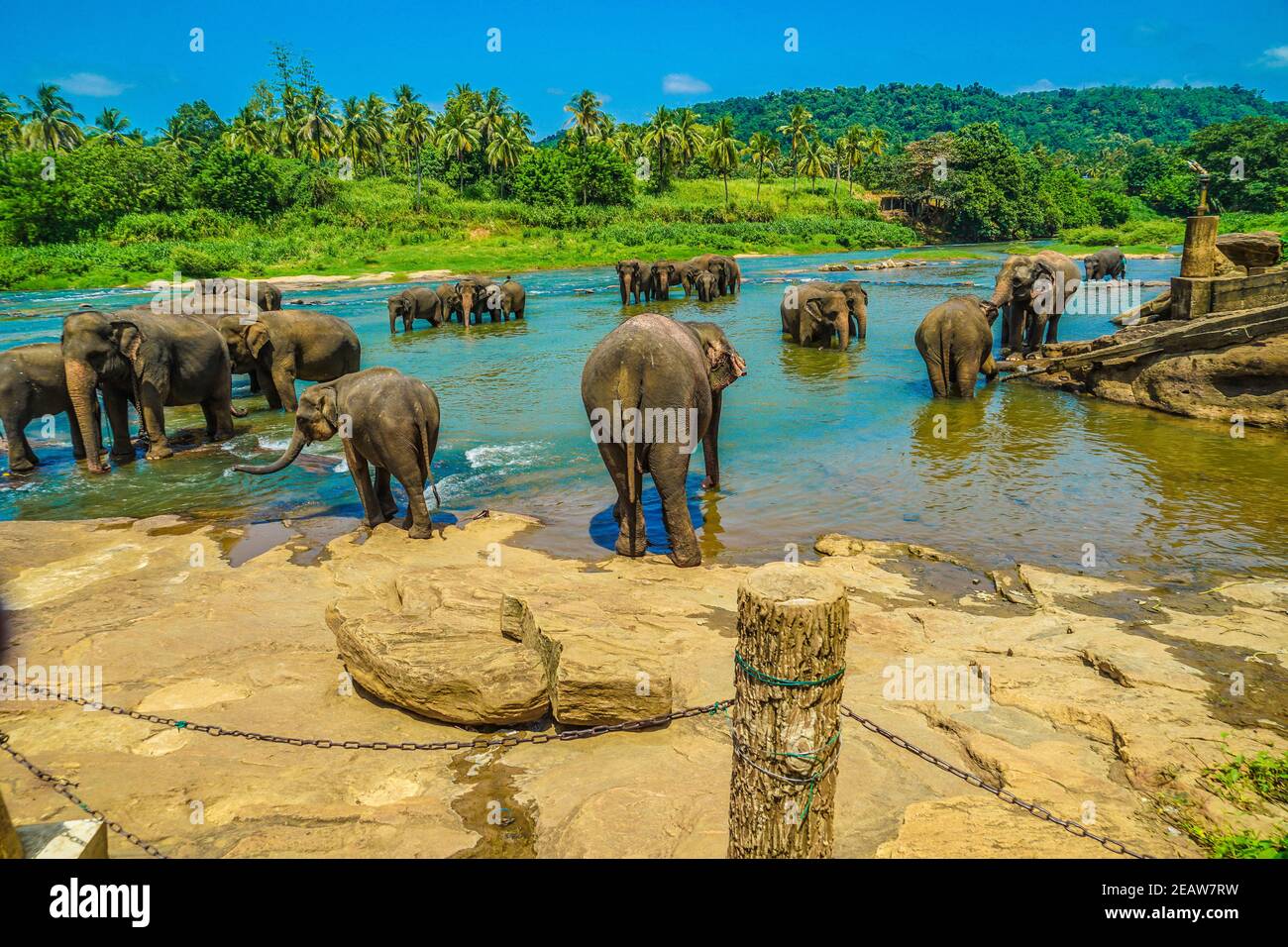 Elephant family sri lanka hi-res stock photography and images - Alamy