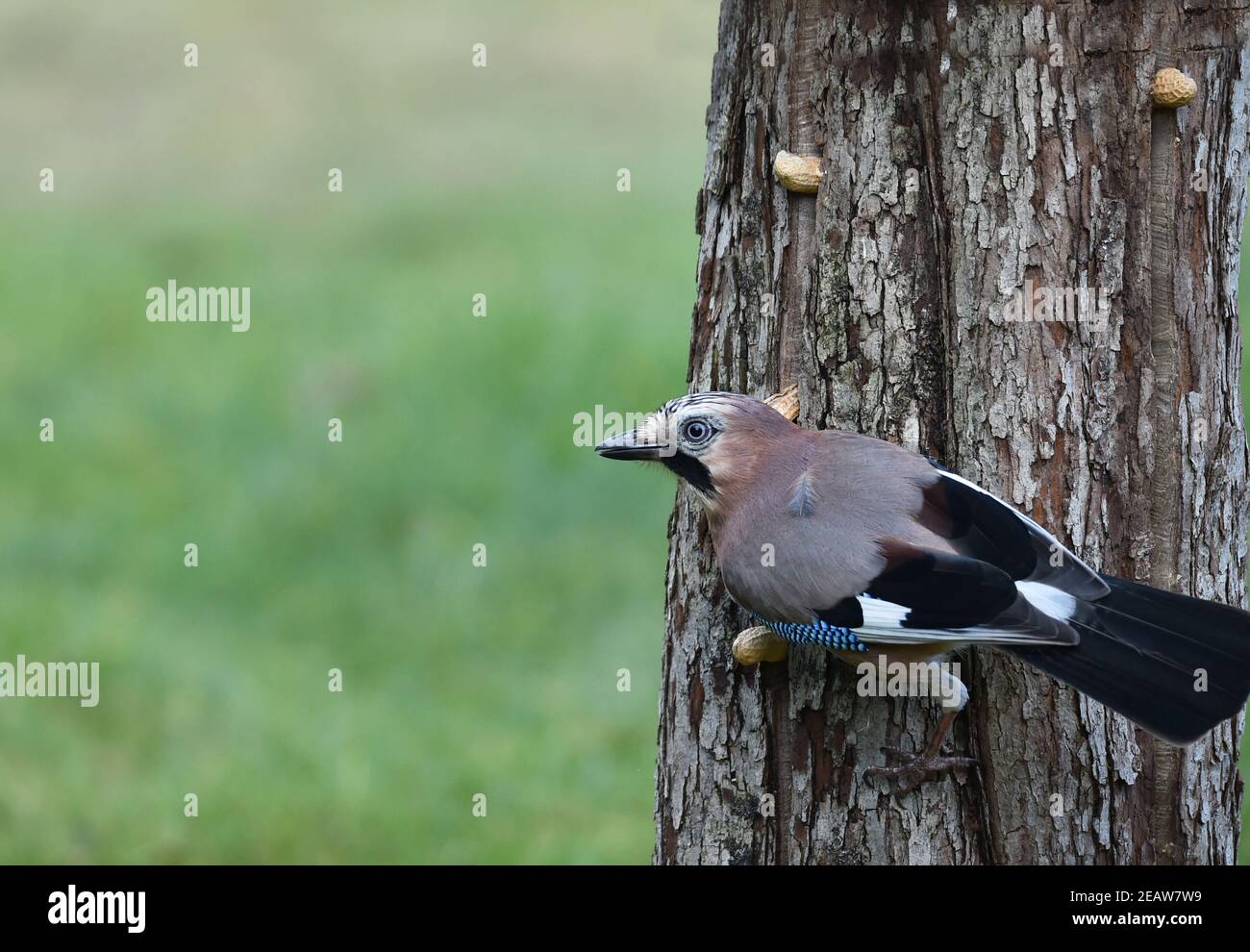 Jay collects peanuts on a tree trunk Stock Photo