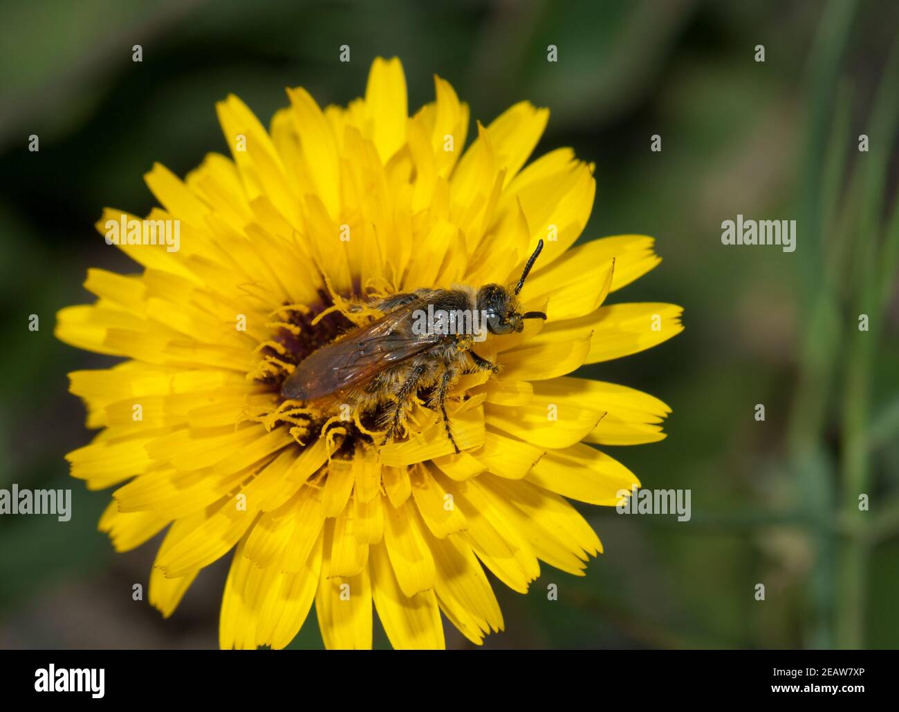 Angeer Insect Insect biodiversity hi-res stock photography and images - Alamy