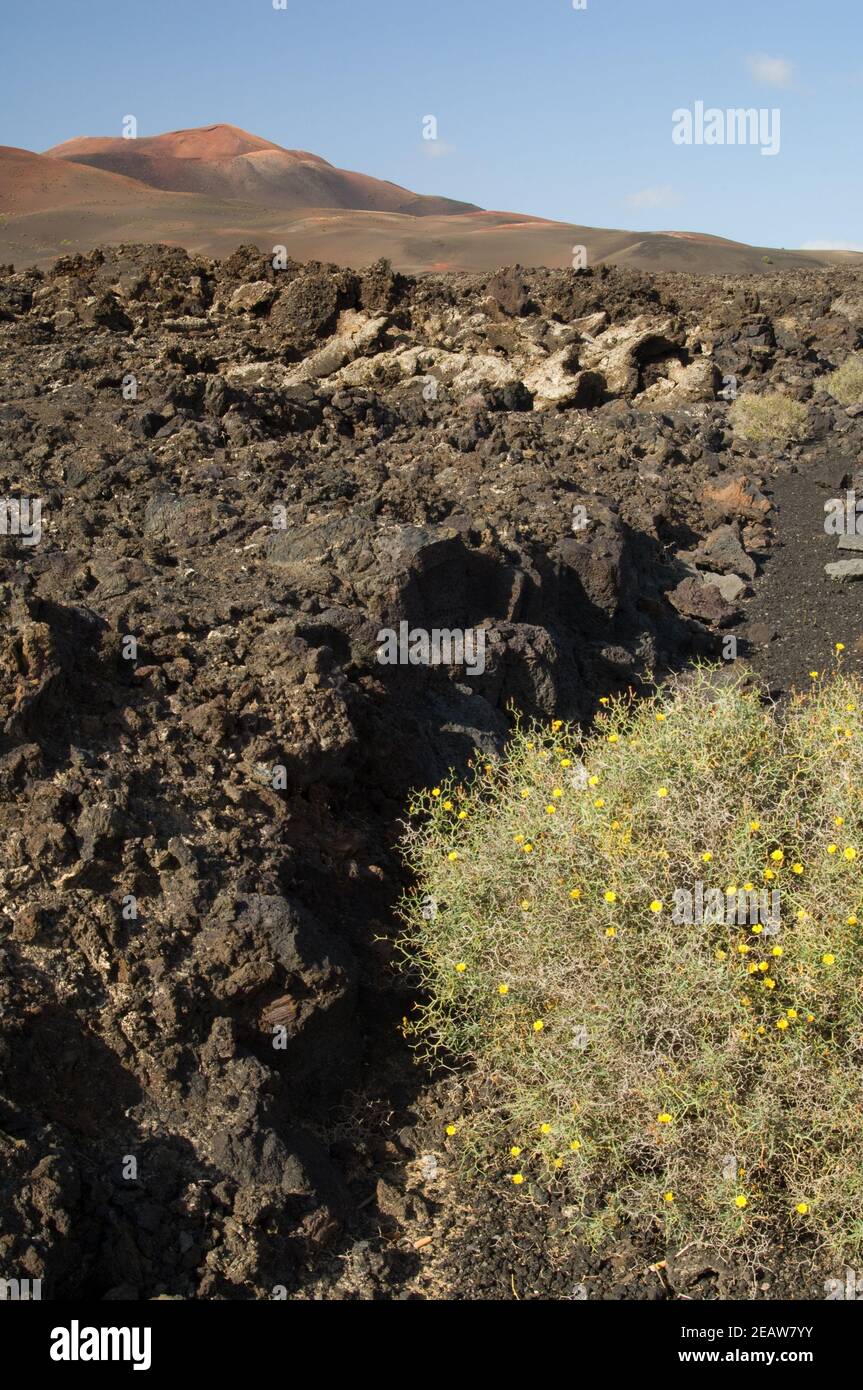 Volcanic landscape in the Timanfaya National Park. Stock Photo