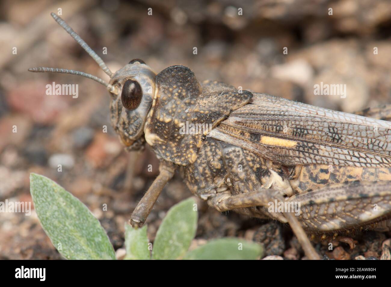 Grasshopper in the municipality of Arrecife. Stock Photo
