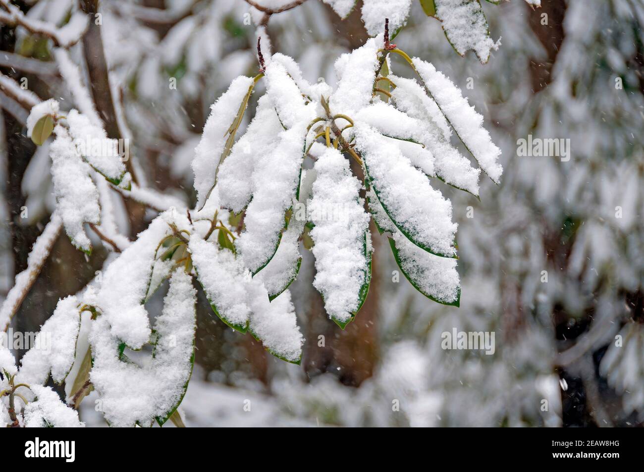 Rhododendron maximum hi-res stock photography and images - Alamy