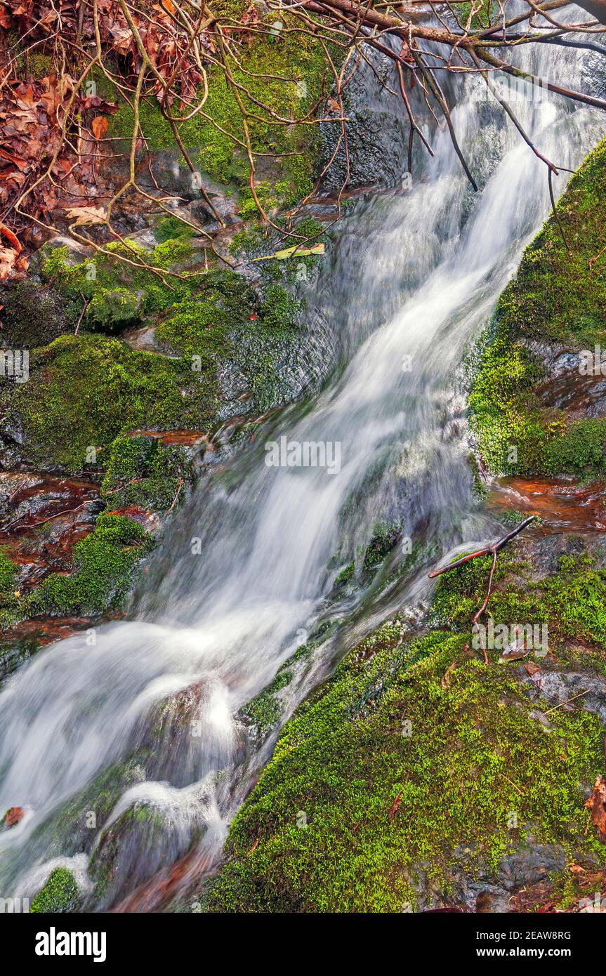 Tiny Cascade in a Verdant Forest Stock Photo