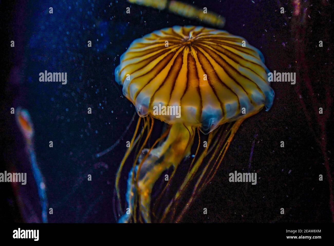 Image of jellyfish (poison jellyfish Stock Photo Alamy