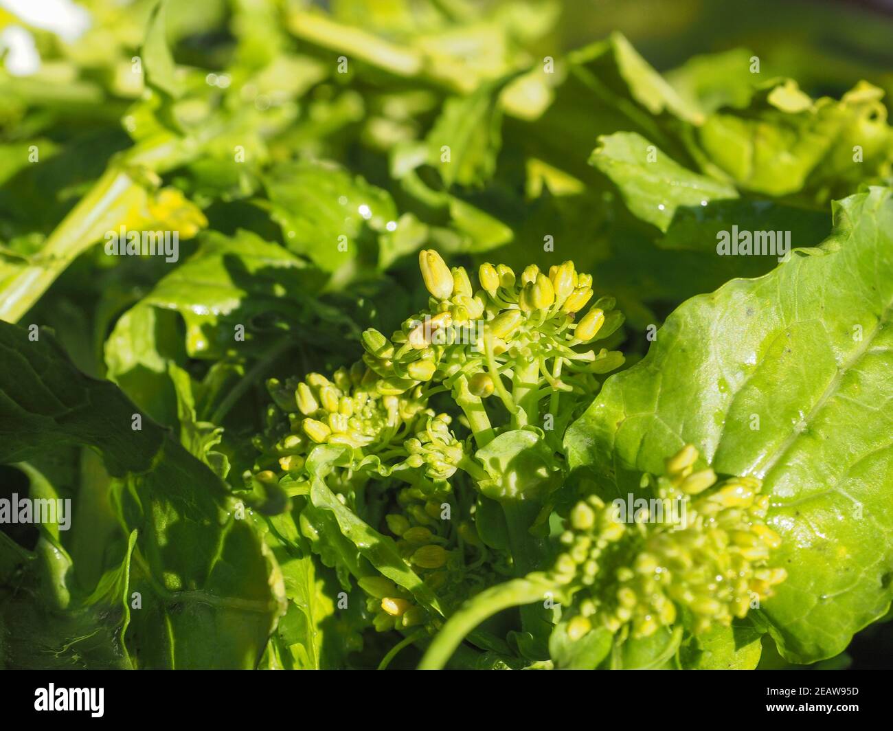turnip greens leaves Stock Photo - Alamy