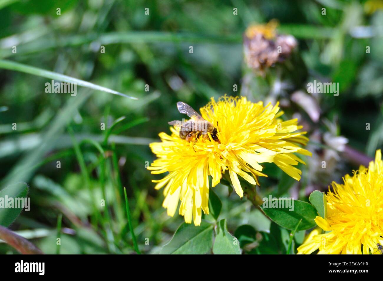 Dandelion with bee hi-res stock photography and images - Alamy