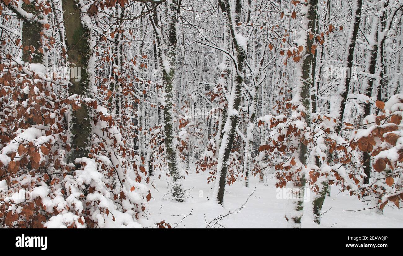 Winter forest in the nature preserve Sauerland-Rothaargebirge with snow-covered trees Stock Photo