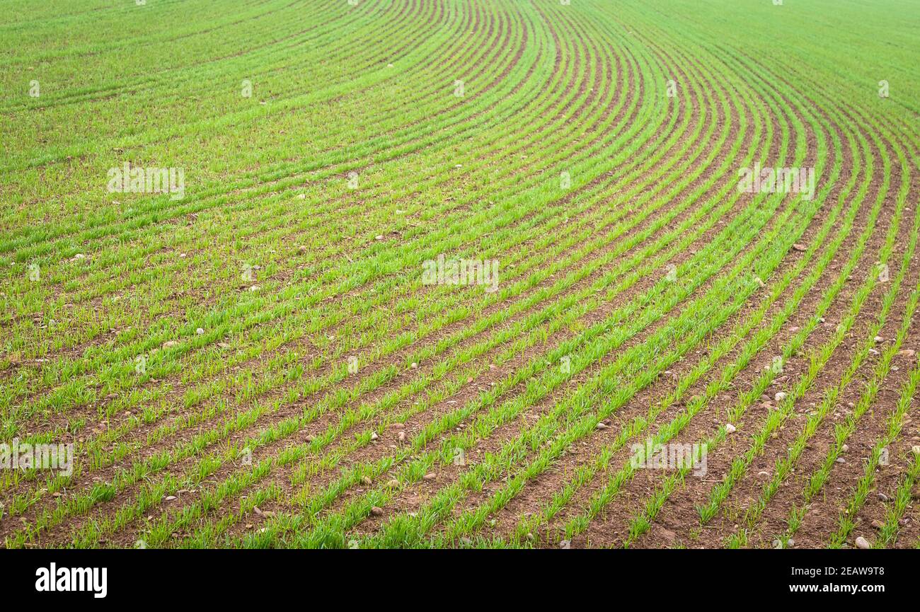 Natural environment background. Farmland detail with growing cultivation. Stock Photo