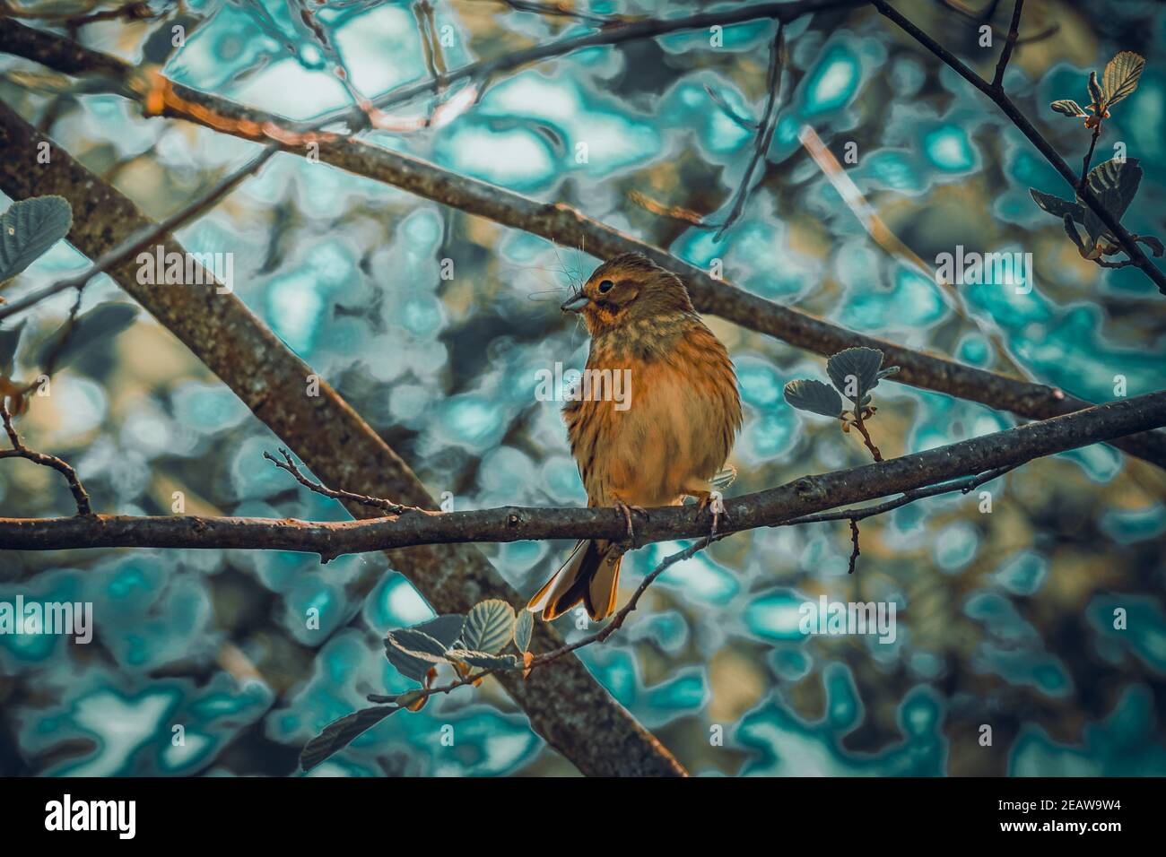 Bird in tree Stock Photo Alamy