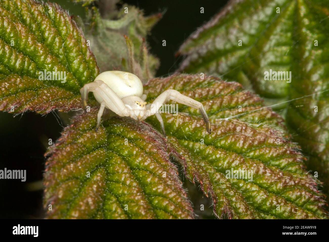 White crab spider Stock Photo - Alamy