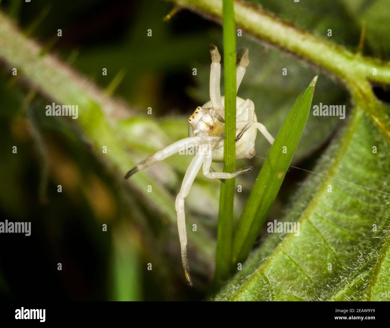 White crab spider Stock Photo - Alamy