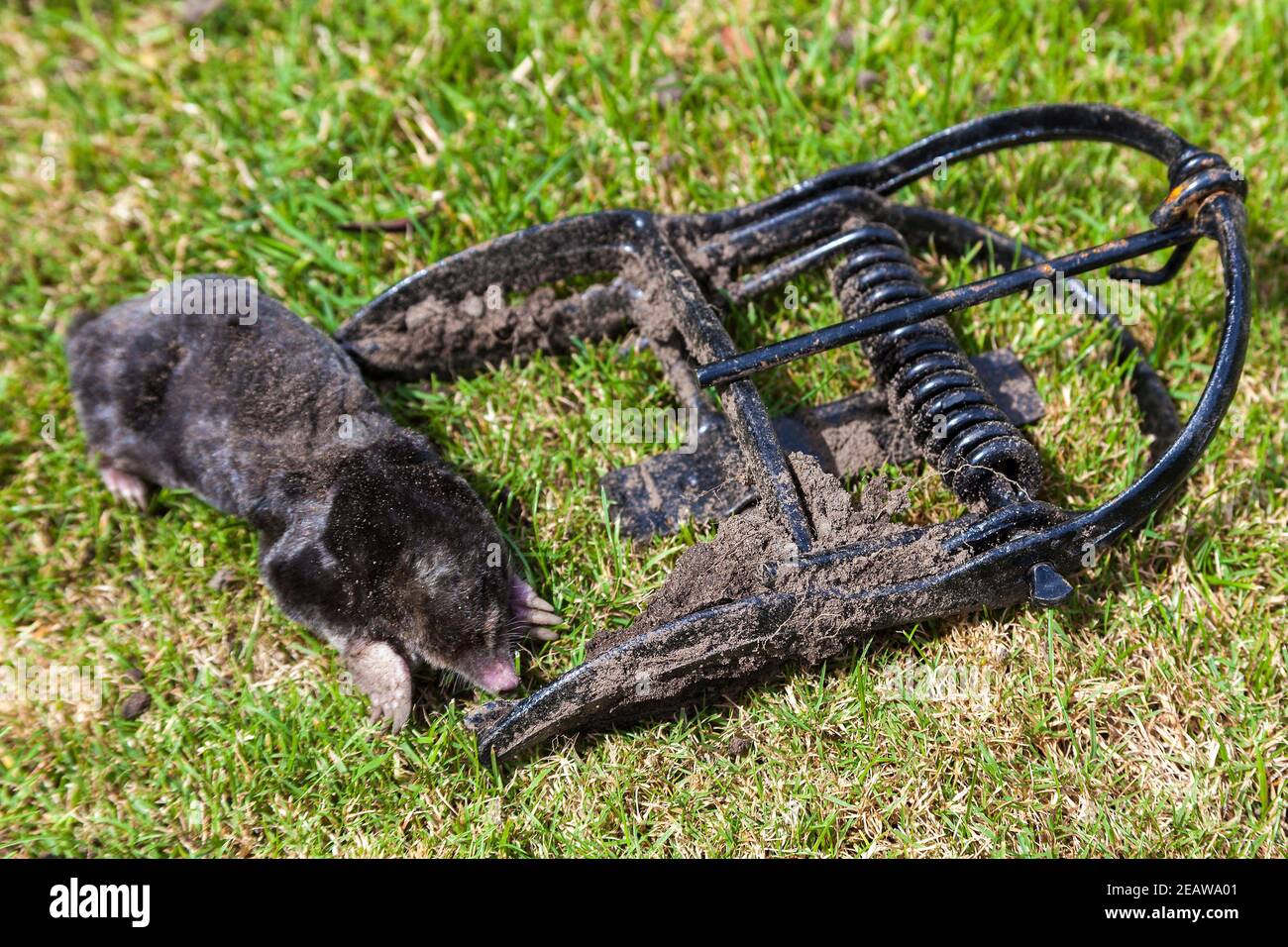 mole having been caught in a metal scissor trap Stock Photo