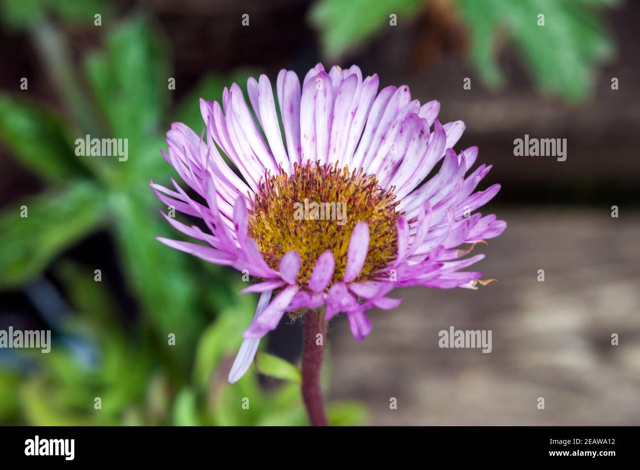 Erigeron 'Sea Breeze' Stock Photo