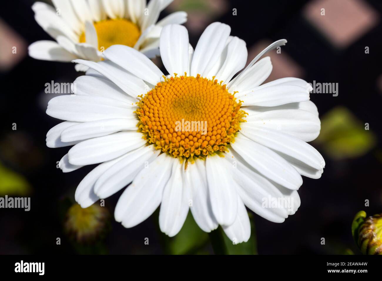 Leucanthemum 'Snow Lady' Stock Photo