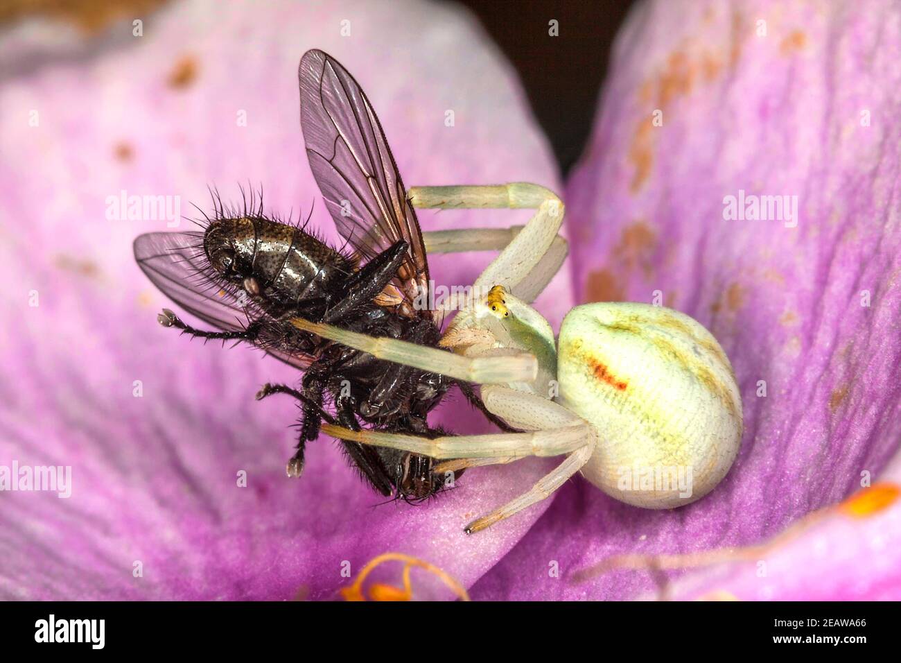 White crab spider with a fly Stock Photo Alamy