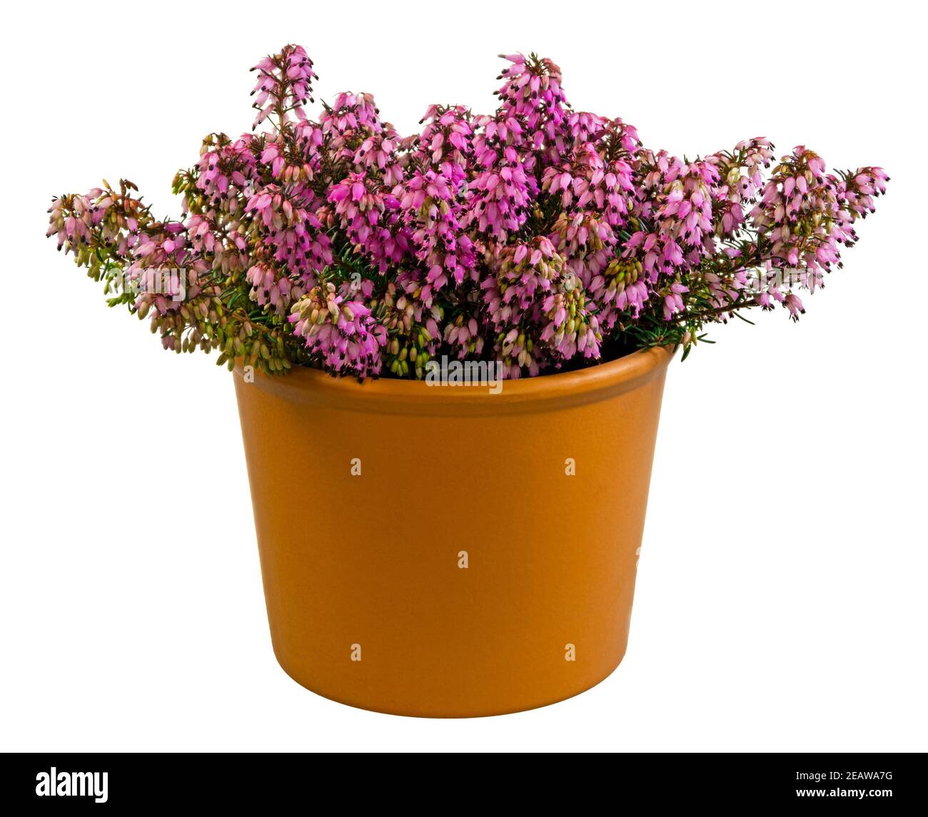 Isolated potted winter-flowering heather plant Stock Photo