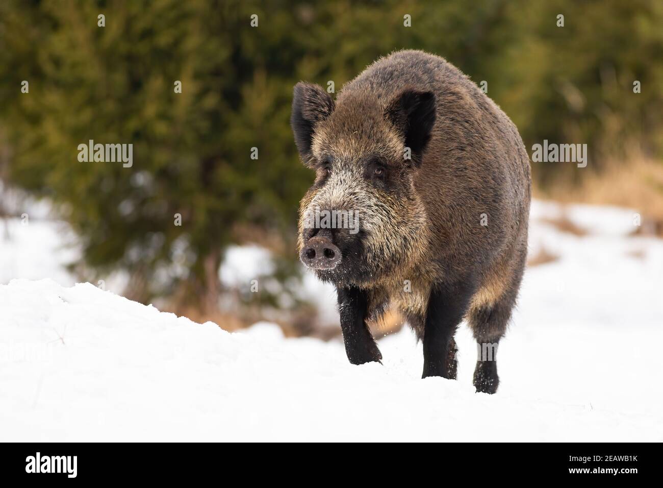 Wild boar moving on snowy field in wintertime nature Stock Photo