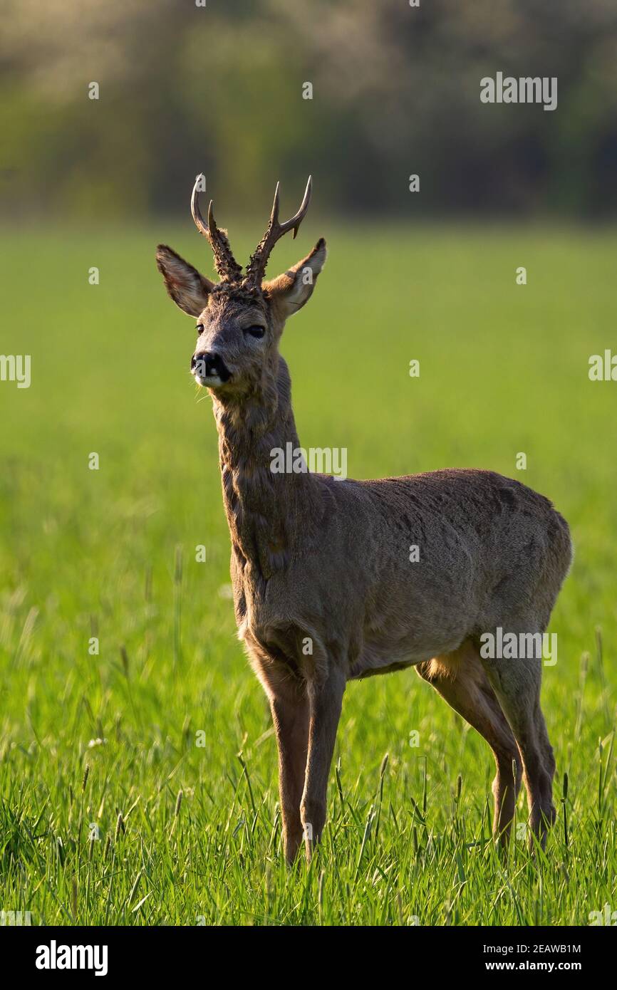 Roe deer buck sniffing hi-res stock photography and images - Alamy