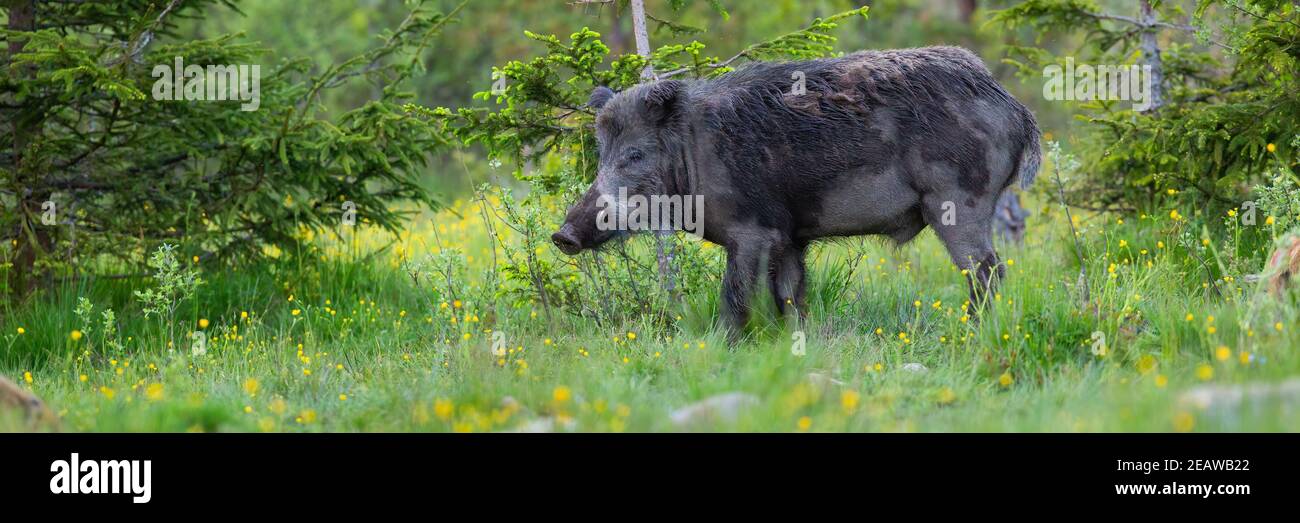 Wild boar looking next to coniferous tree in spring Stock Photo