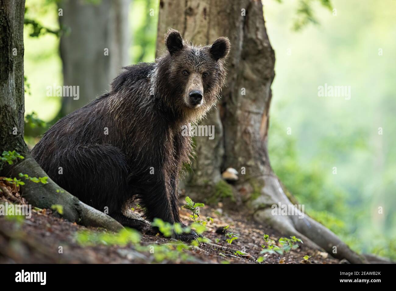 Young brown bear sitting by a tree in summer forest. Stock Photo