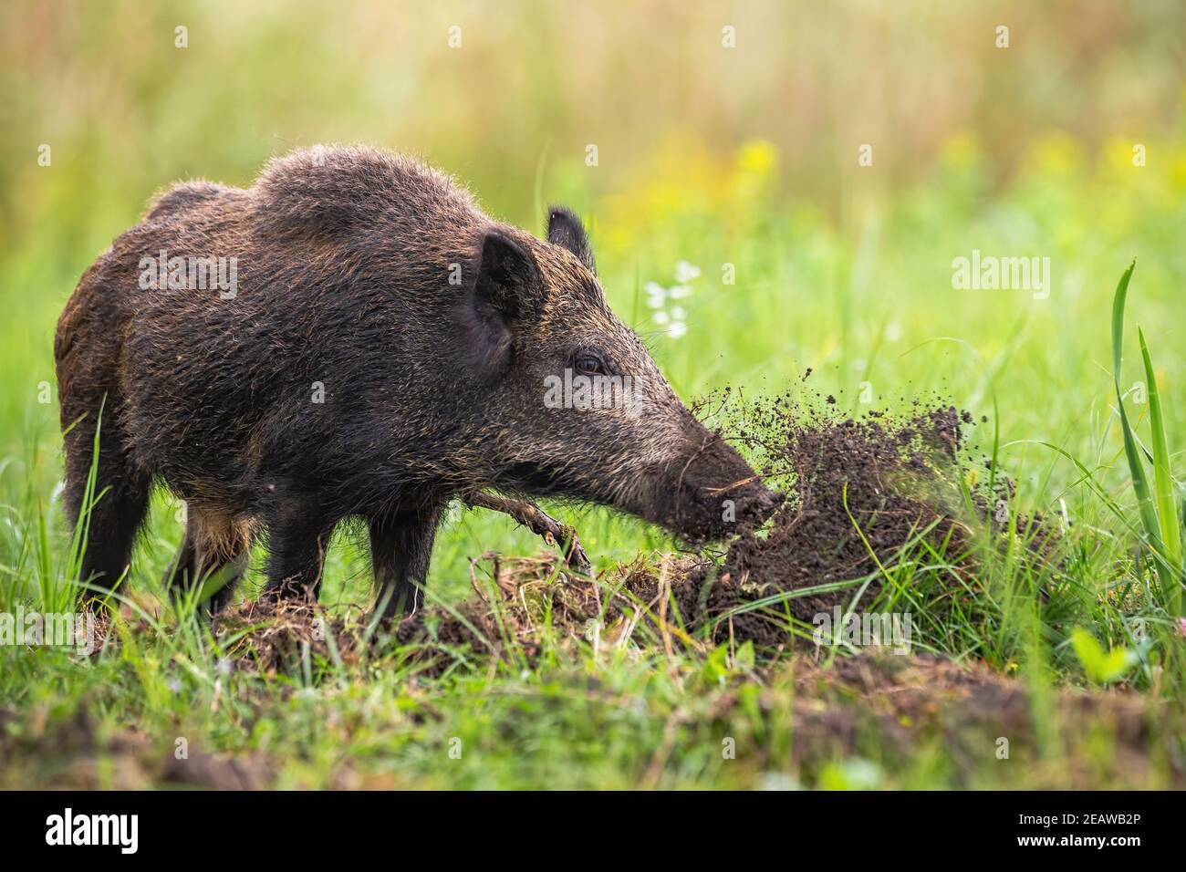 Wild boar digging in the ground with snout and throwing mud away on meadow Stock Photo