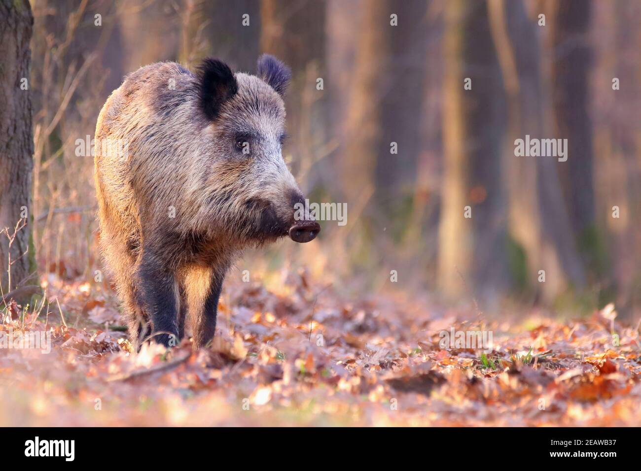 Adult wild boar walking through the sunny forest in autumn and sniffing Stock Photo