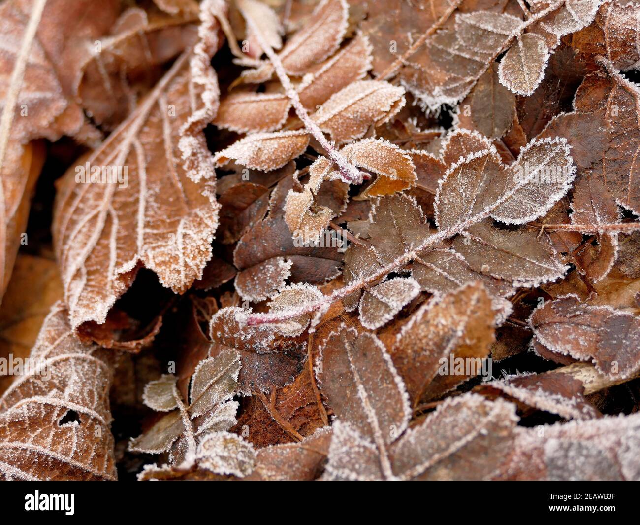 hoarfrost on fallen leaves in winter Stock Photo