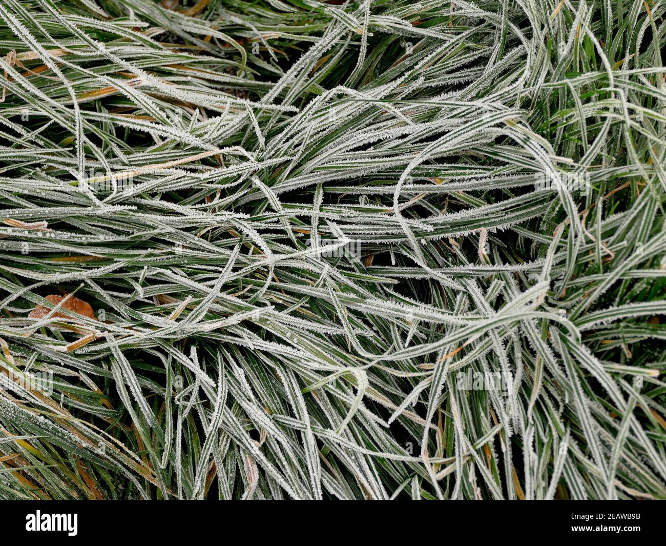 hoarfrost on grass in winter Stock Photo