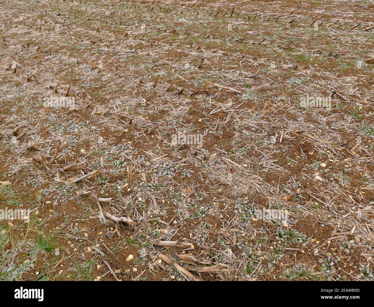 harvested field of corn with hoarfrost Stock Photo