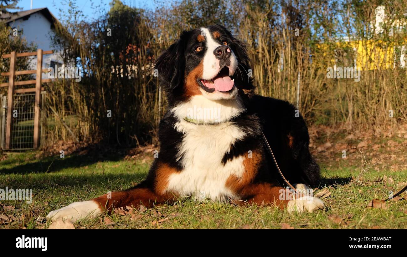 Bernese Mountain Dog Stock Photo