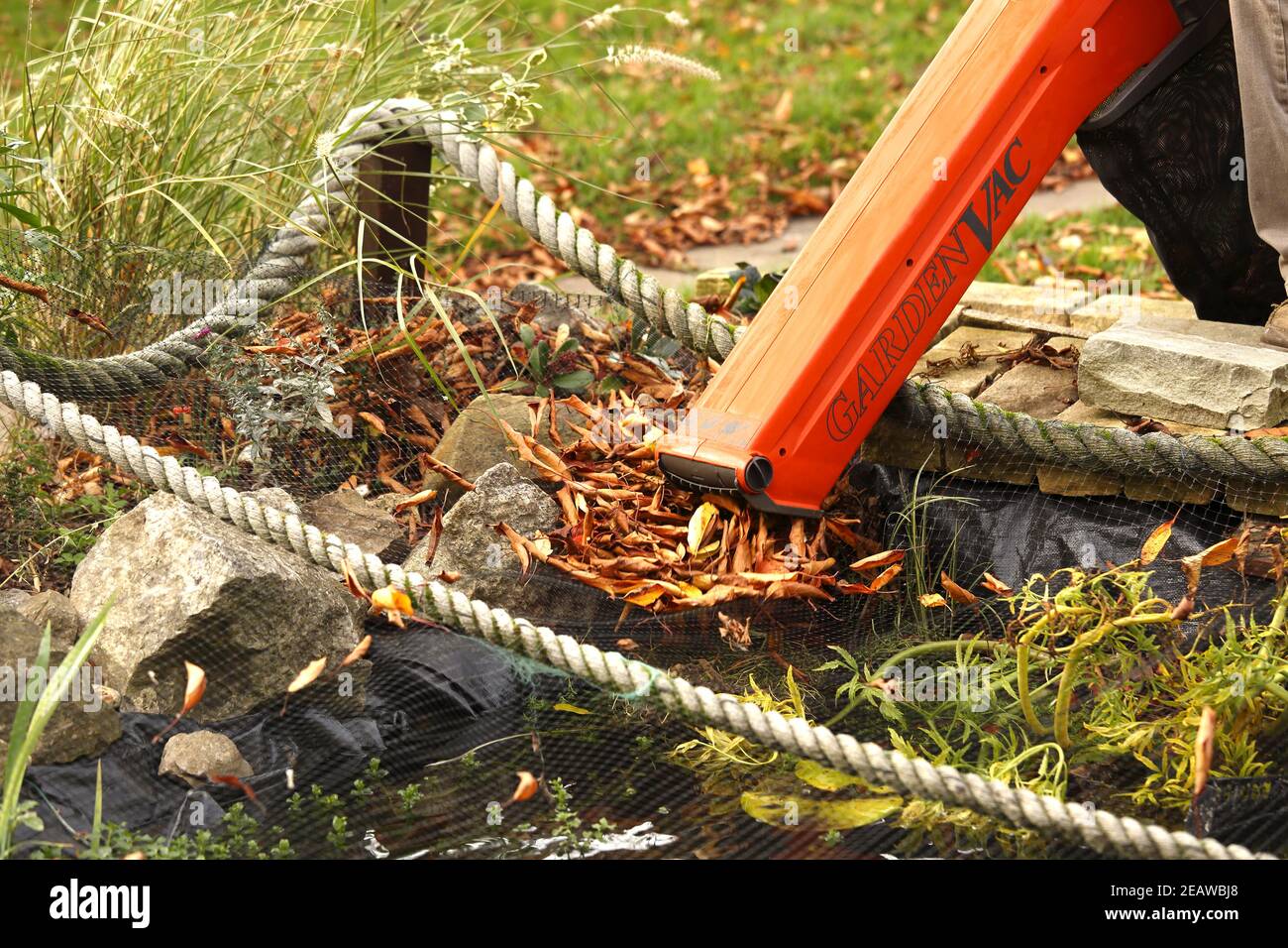 Garden vacuum being used to remove leaves from a pond net Stock Photo